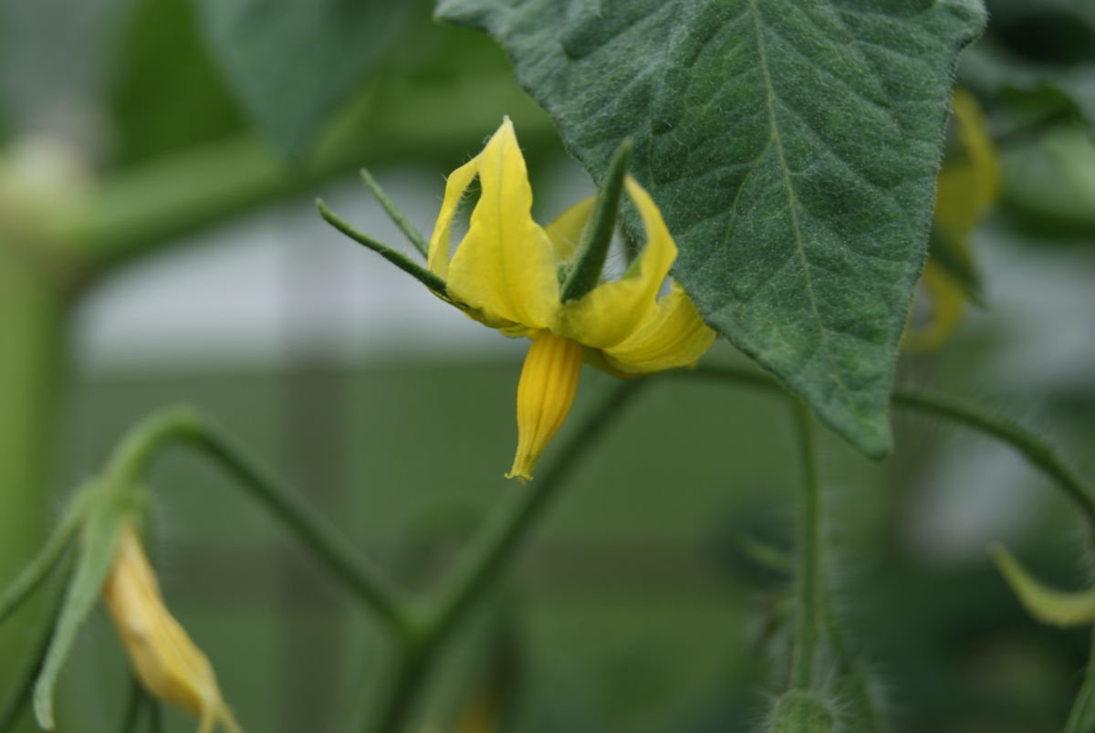 Tomate (Solanum lycopersicum)