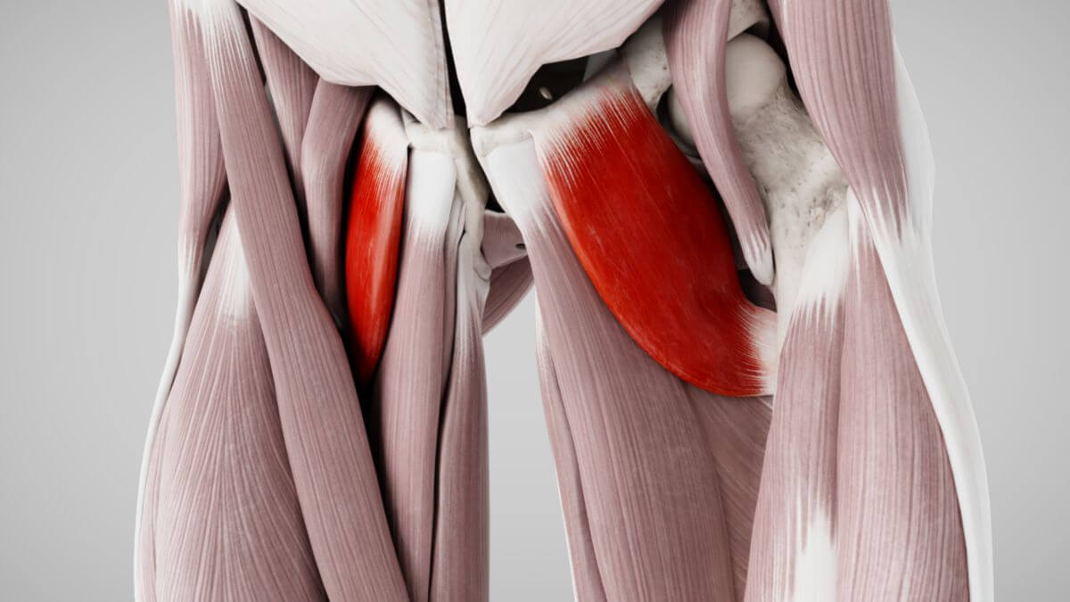 Musculus pectineus