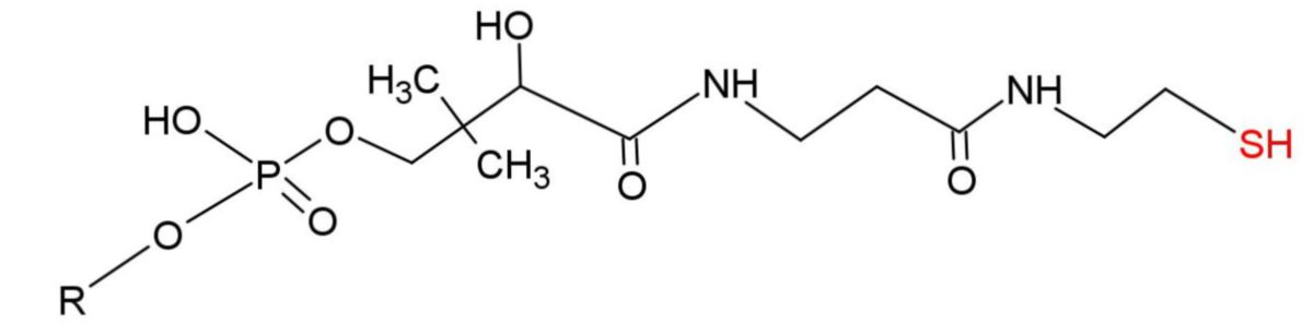 Phosphopantetheingruppe