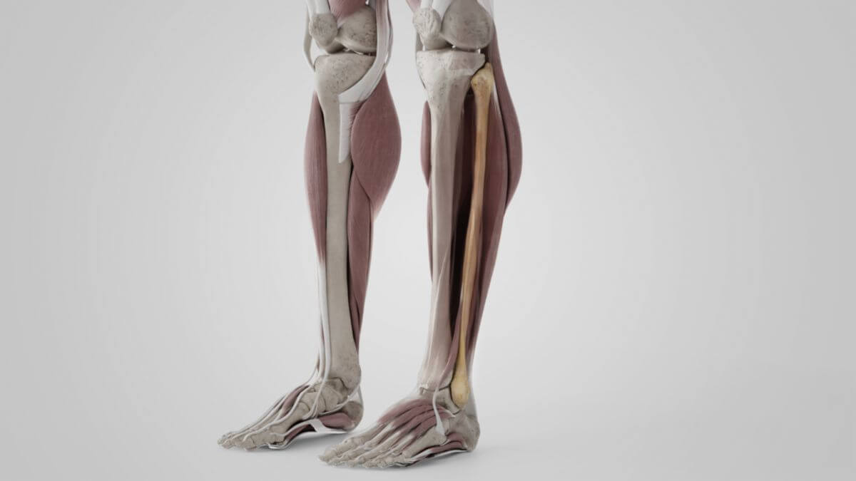 Fibula